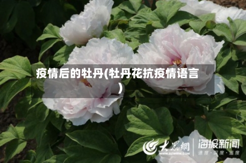 疫情后的牡丹(牡丹花抗疫情语言)-第1张图片